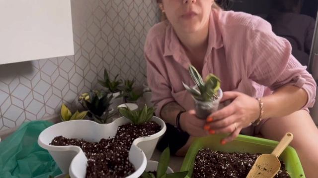 Экономия места. Пересадка ханни в башню из горшков. #sansevieria #сансы #сансевиерия