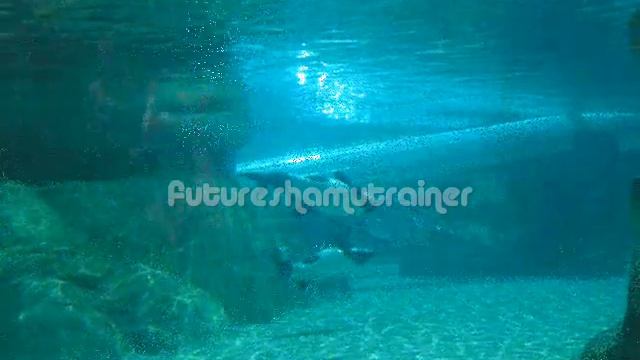 Commerson Dolphins at Aquatica смотреть онлайн