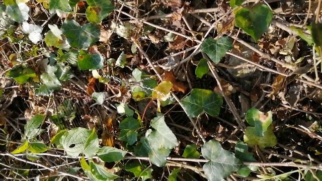 Pauk osa, Osoliki pauk, смотреть онлайн