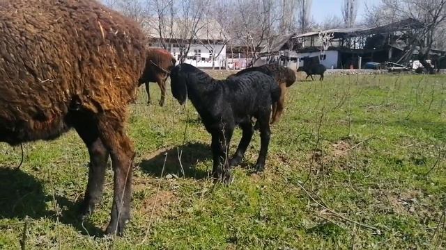 ЯРКИЙ ПАРОДА ГИССАР КОЧКАРЧИК ЖЕКЕ ЧАРБА @BARPYKG смотреть онлайн