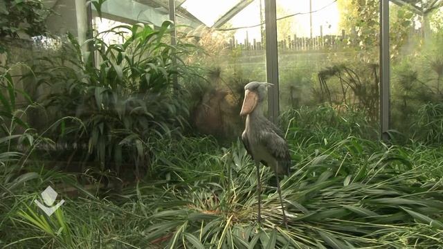 Shoebill's dinner. Обед киторыла смотреть онлайн