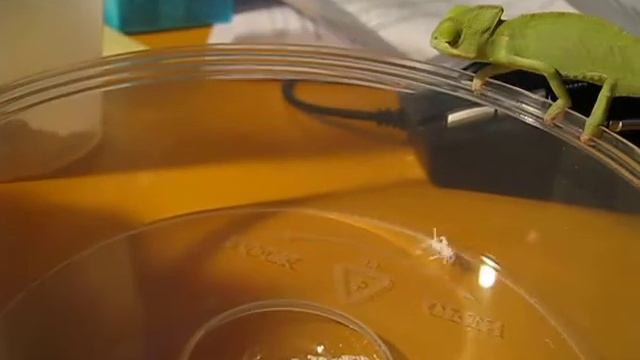 Veiled chameleon смотреть онлайн