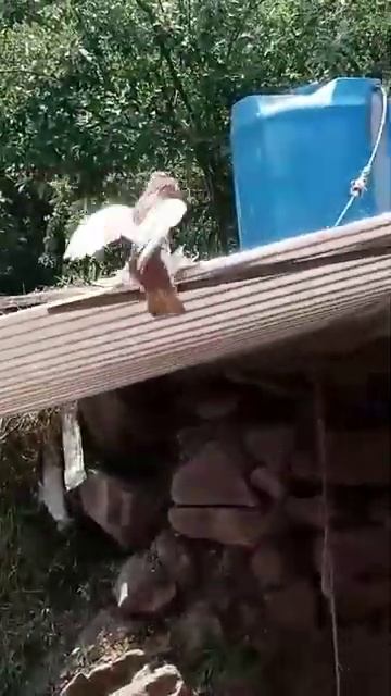 #love #arabic #топ #pigenslovers #pigeon #pigeion #bird #kabutar #music #pigeonpigeon смотреть онлайн