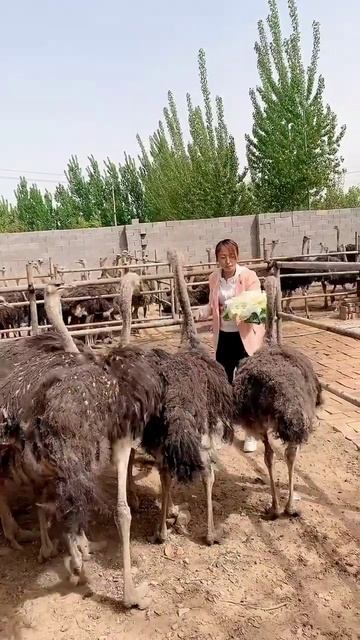 Amazing Ostriches Farm ! Happy Working at Ostriches farm , Feeding to ostriches #ostrich #short60 смотреть онлайн