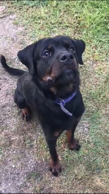 My 1 year old Rottweiler ‘Vicky’❤️ смотреть онлайн