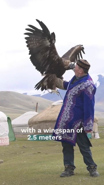 Kazakh eagle hunters in Mongolia #shorts смотреть онлайн