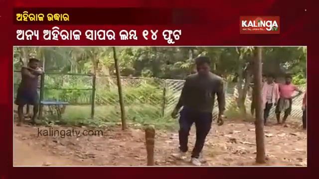 Two King Cobras Rescued From Sai Temple Premises In Odisha's Dhenkanal || KalingaTV смотреть онлайн