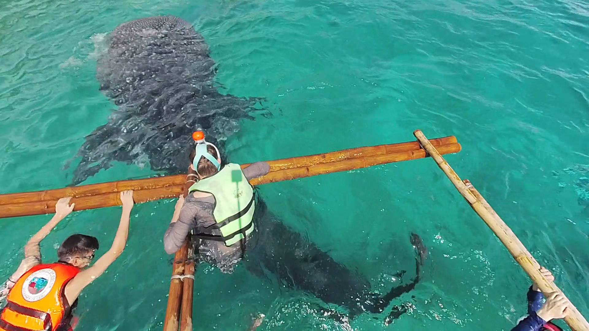 День с акулами смотреть онлайн