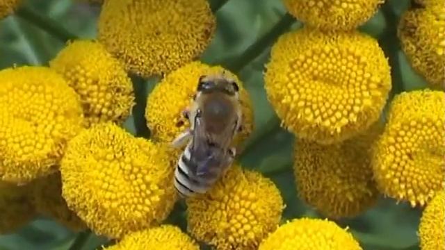 Colletes floralis смотреть онлайн