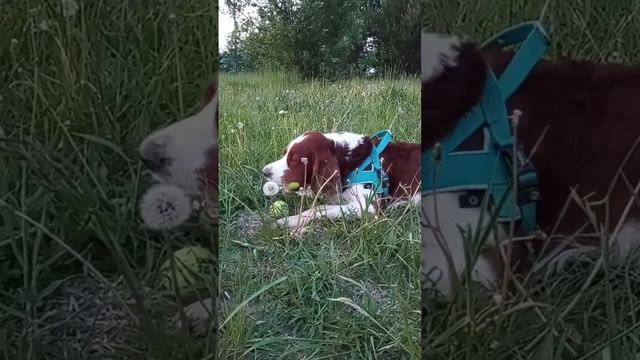 There are two types of dogs смотреть онлайн