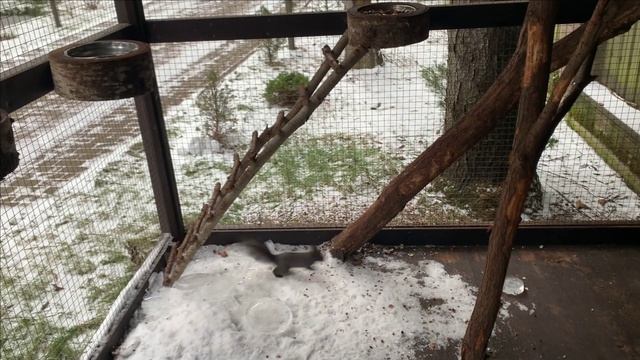 Содержание белок в вольере.Дикая белка в гости смотреть онлайн