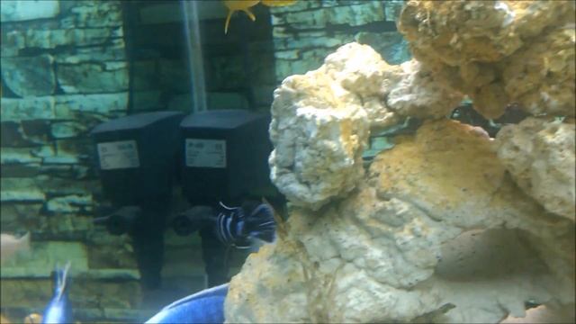Ciclídeos Africanos aquário comunitário 200l смотреть онлайн