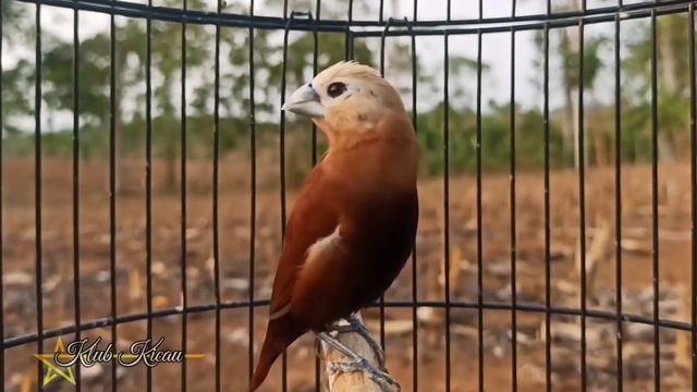 Gil4‼️emprit bondol kaji gacor ini kalau sudah ngeroll panjang suara nya seperti burung kenari смотреть онлайн