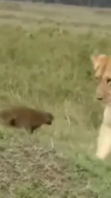 #lion fear pride of #mongoose.20 March 2023 смотреть онлайн