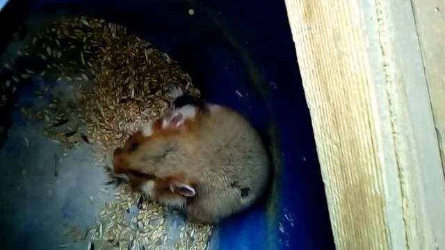 Хомяк смотреть онлайн