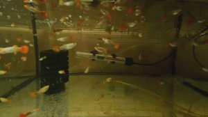 Будни Аквариумиста. Уборка у Гуппи, личинка Родостомуса, Тернецию на нерест