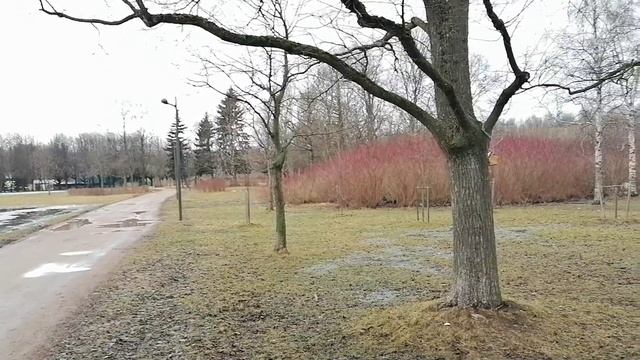 Санкт-Петербург. Южно-Приморский парк. 25.03.2023. смотреть онлайн