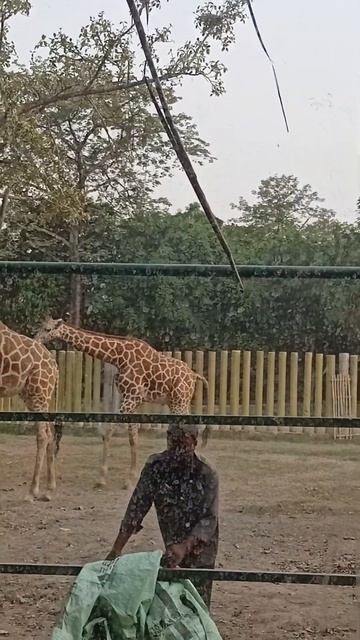 jiraf #song #video #youtube #sorts #like #subscribe #madhu смотреть онлайн