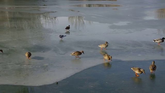 Парк Гагарина. Видео Л.П. Юрчишко смотреть онлайн