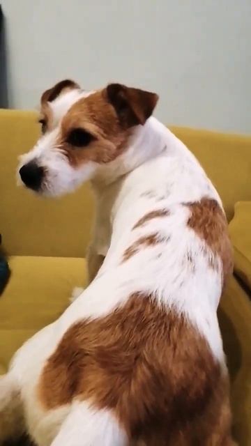 Work #music #собака #животные #милыеживотные смотреть онлайн