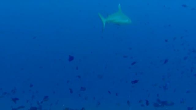 Grey Tip Shark & White Trip Reef Shark смотреть онлайн