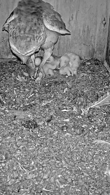 #shorts : owl babies get fed смотреть онлайн