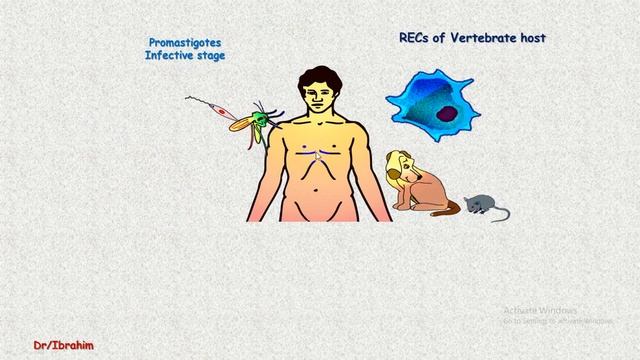 Leishmania practical section (Year-1 / Sem-2) смотреть онлайн