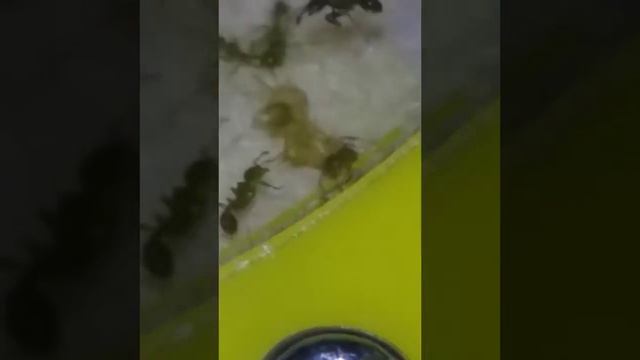 Распаковка куколки у муравьёв жнецов смотреть онлайн