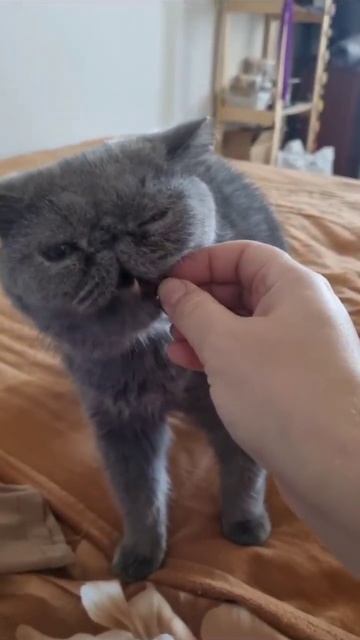 Асмр. #коты #кот #любовь #кошки #асмр #asmr смотреть онлайн