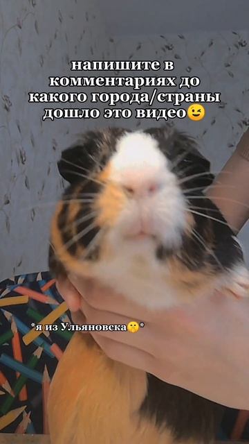 деди мёрфи😧 #guineapig #shortvideo #funny смотреть онлайн