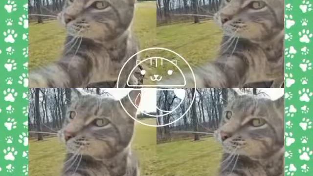 Селфи с котом смотреть онлайн