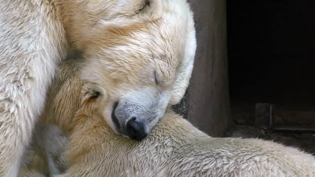Zefirka the Polar Bear and her female cub at Mykolaiv(Nikolaev) Zoo, on Aug.26 2018 смотреть онлайн