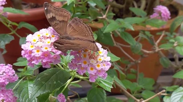 Butterfly - Chocolate Pansy смотреть онлайн