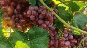 🍀Самий СМАЧНИЙ виноград 🍇Сорт винограду Подарок Нікополю 🍀