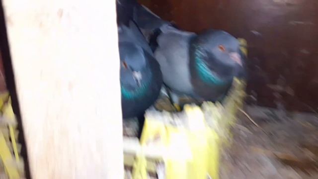 И снова голуби И.Т. Луганск. смотреть онлайн