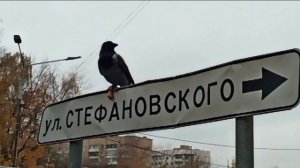 Ворона и сосиска