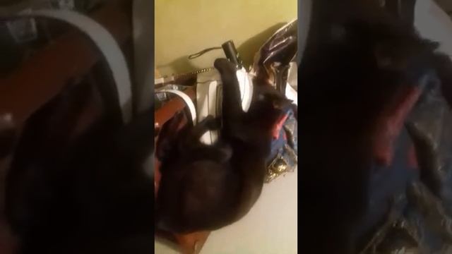 Кот после долгой разлуки с любимой сумочкой смотреть онлайн