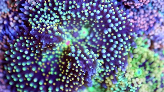 Florida Ricordea Care Video смотреть онлайн