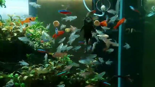 Diamond tetra смотреть онлайн
