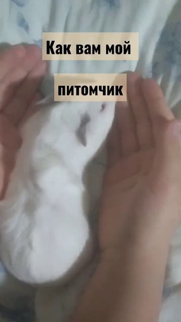 как вам морская свинка ? смотреть онлайн