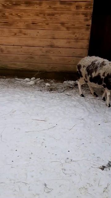 Джакоб - уникальные животные и редки тем, что на голове у них 4 рога. Гуцул Ленд, Буковель, 2021г. смотреть онлайн