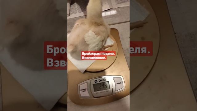 Недельный бройлер.Взвешивание.#бройлеры смотреть онлайн