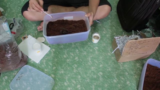 Brachypelma Vagans (Juvenile 'Male & Female' - 8") #unboxing #tarantula смотреть онлайн