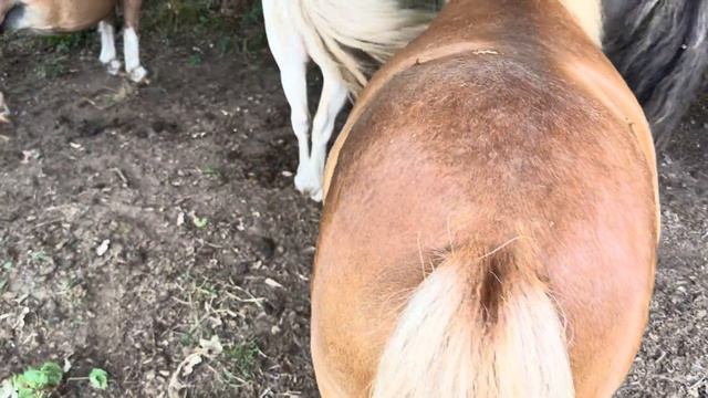 Farbgenetik beim Shetlandpony 😵💫 смотреть онлайн