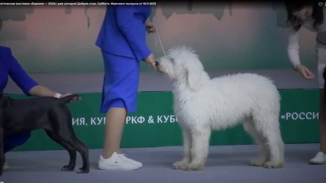 Кинологическая выставка «Евразия — 2023»: уже сегодня! Доброе утро. Суббота. Фрагмент от 18.11.2023 смотреть онлайн