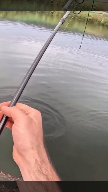 Báo cá #fishing #hocaux9 #fish #uaru #câuca #cauca #lure #fishinglife #gofishing #carpfishing смотреть онлайн