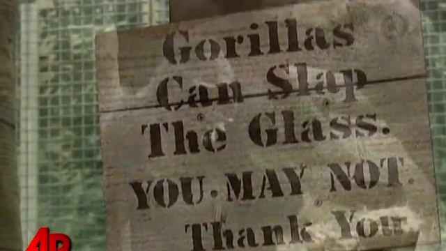 53rd Birthday for World's Oldest Captive Gorilla смотреть онлайн