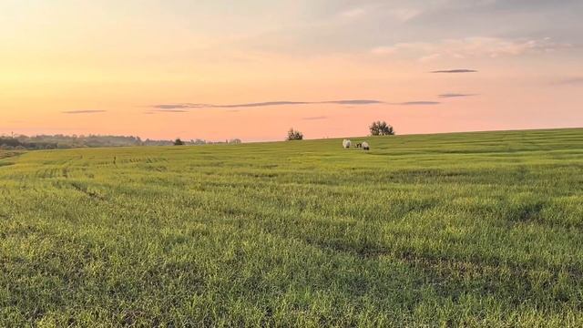 Мини поход с собаками l Промочили все ноги смотреть онлайн