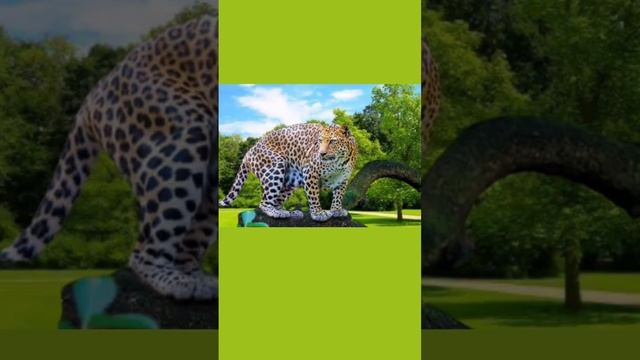 Fun facts about leapard|#english #shorts#ytshorts @Readlistenandspeak смотреть онлайн