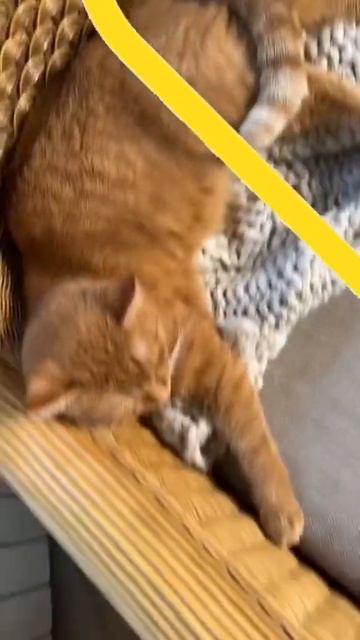 Сердечко из Симбочки❤️ смотреть онлайн